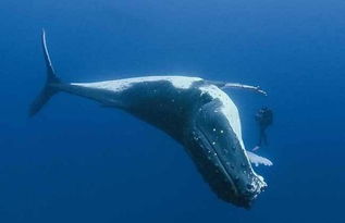 藤壶,奇怪的物种,寄生在鲸鱼身上,鲸鱼有苦说不出